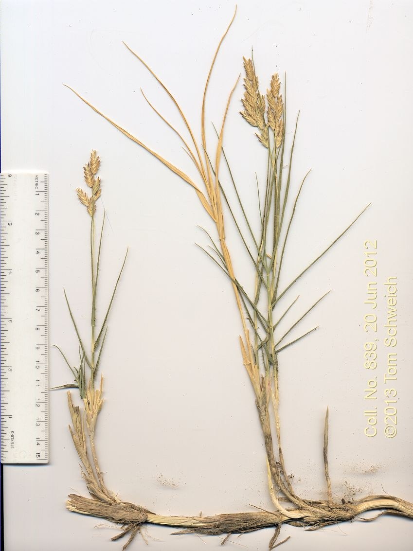 Poaceae Distichlis spicata
