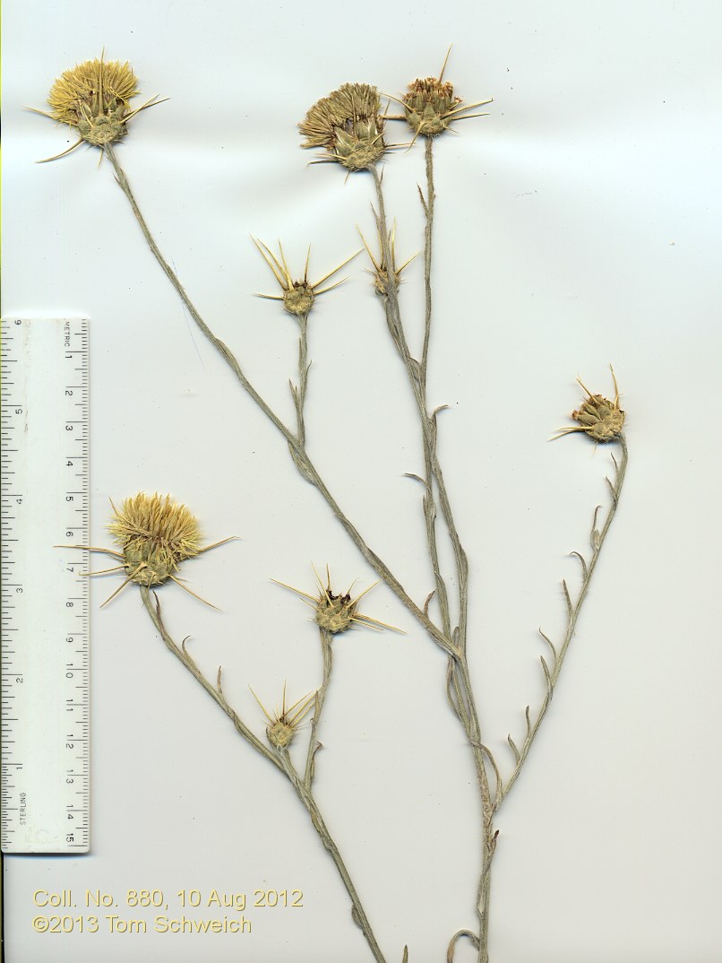 Asteraceae Centaurea solstitialis