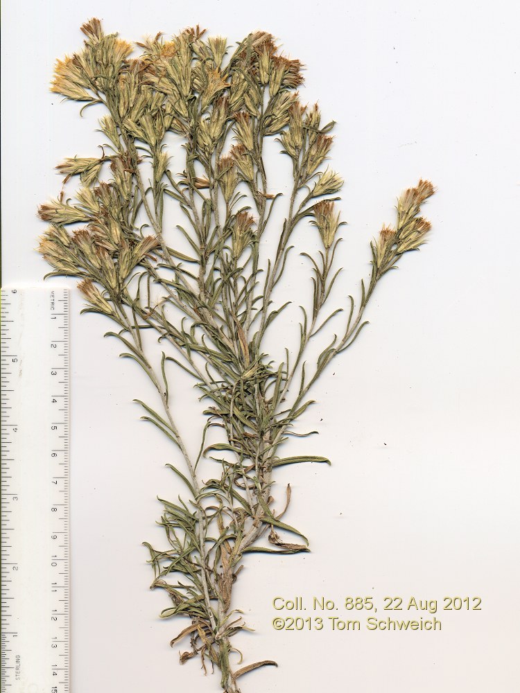Asteraceae Ericameria nauseosa hololeuca