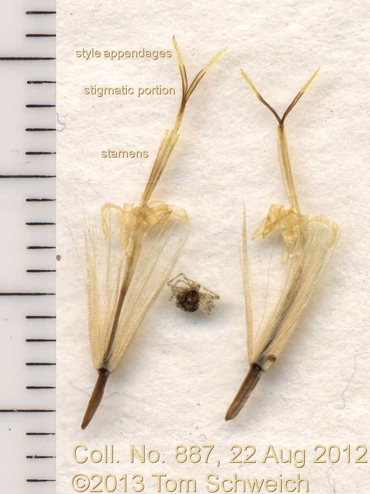 Asteraceae Chrysothamnus viscidiflorus puberulus