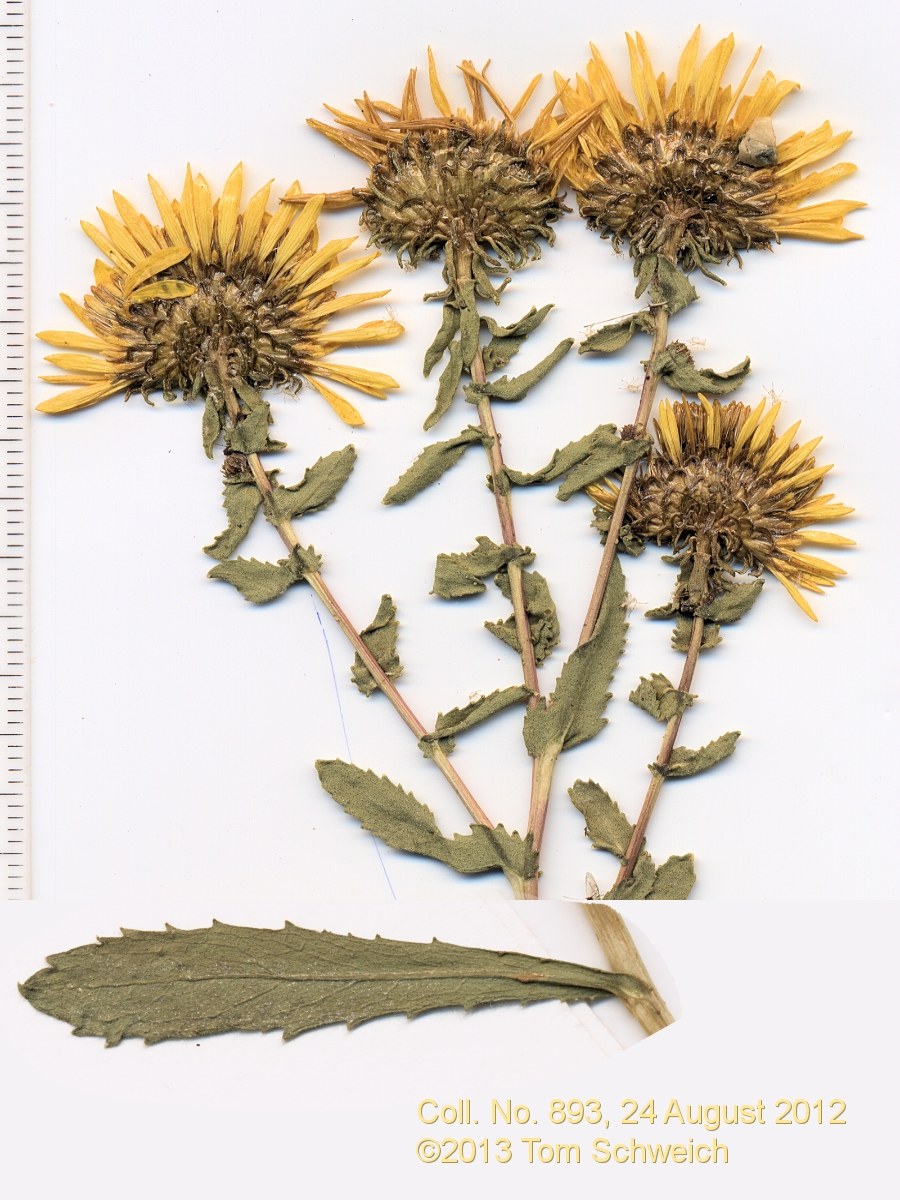 Asteraceae Grindelia squarrosa serrulata