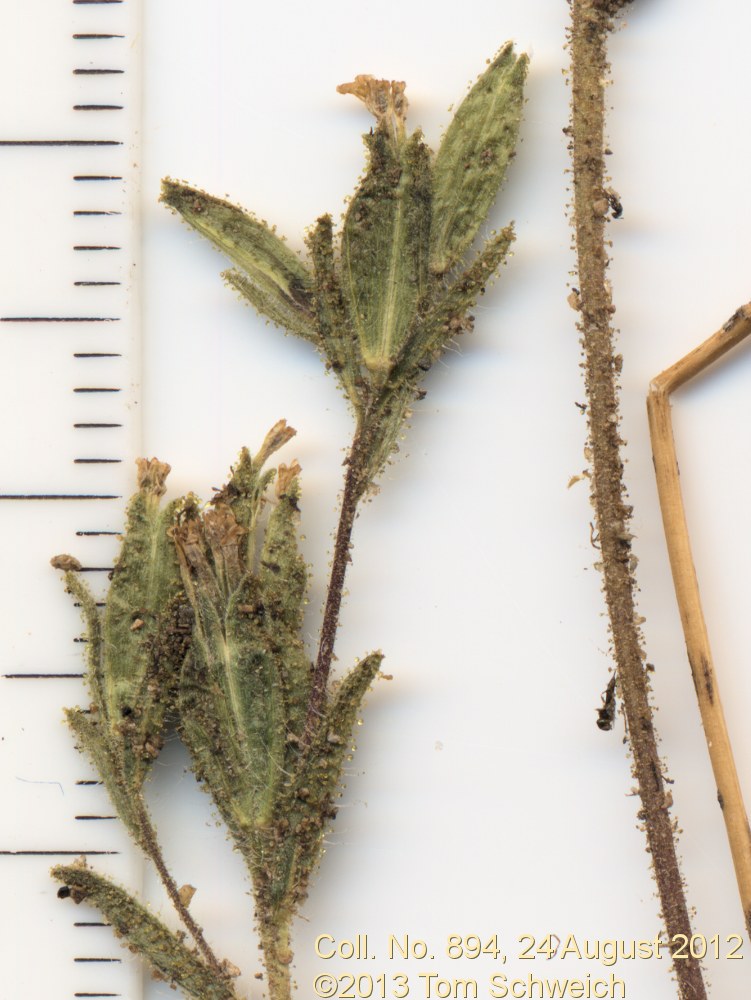 Asteraceae Madia glomerata