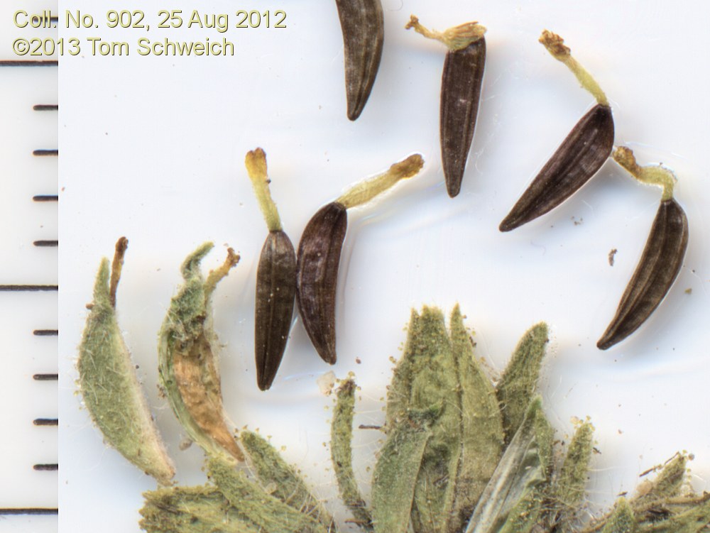 Asteraceae Madia glomerata