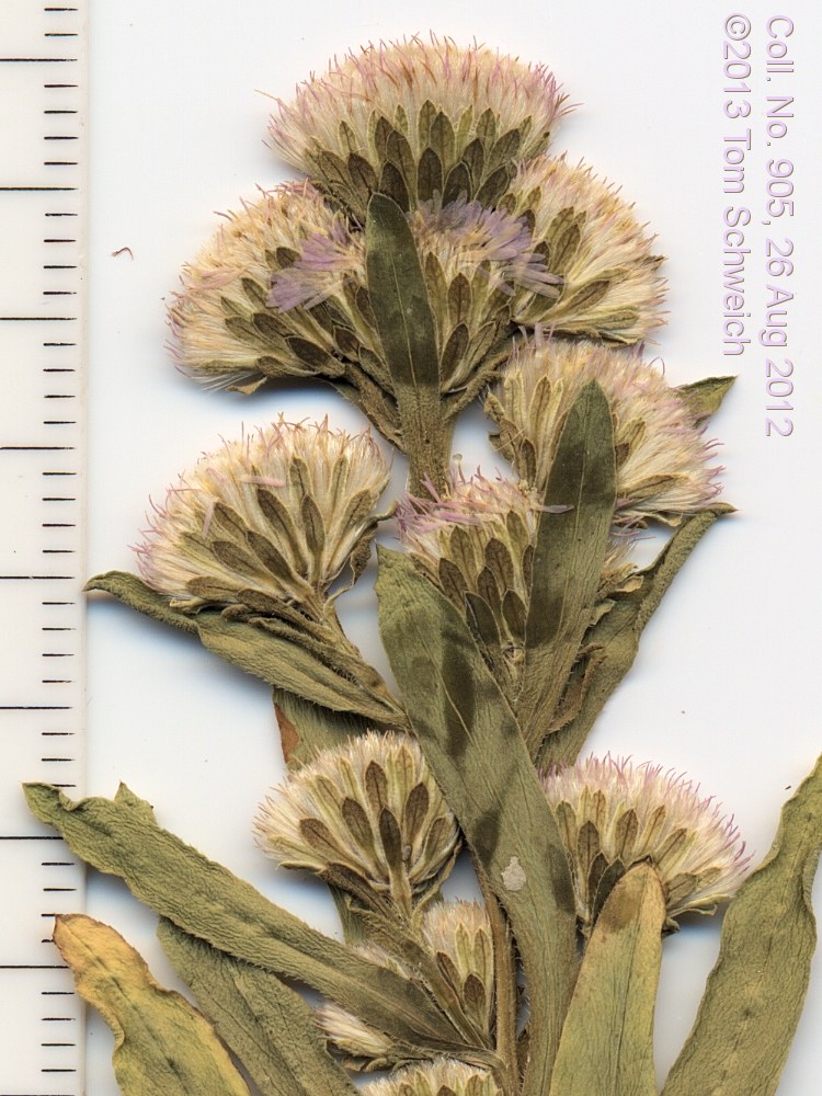 Asteraceae Symphyotrichum frondosum