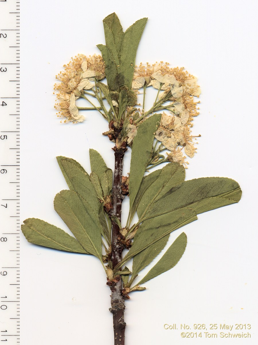 Rosaceae Prunus emarginata