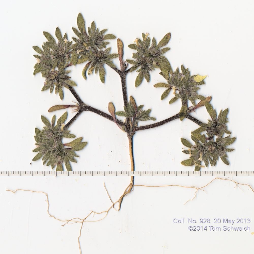 Boraginaceae Nama densum densum