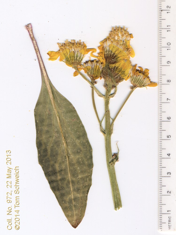 Asteraceae Senecio integerrimus exaltatus