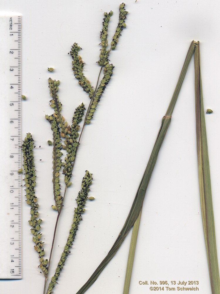 Poaceae Paspalum dilatatum