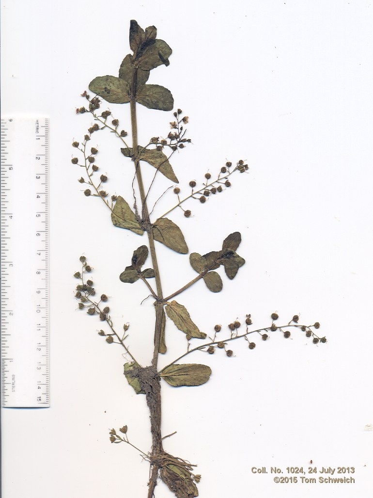 Plantaginaceae Veronica americana
