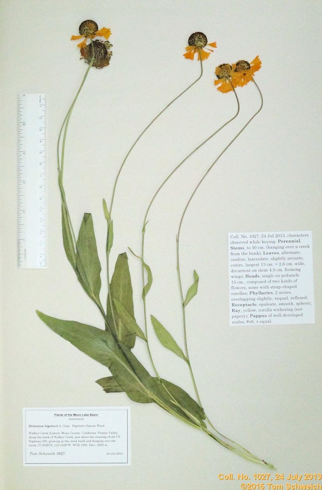 Asteraceae Helenium bigelovii