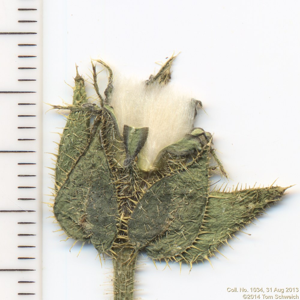 Asteraceae Helminthotheca echioides