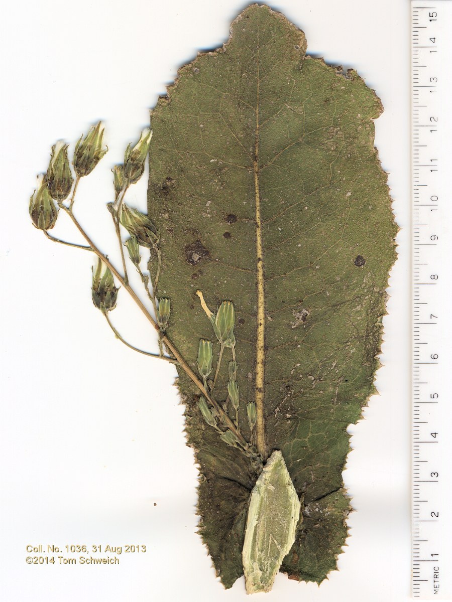 Asteraceae Lactuca virosa
