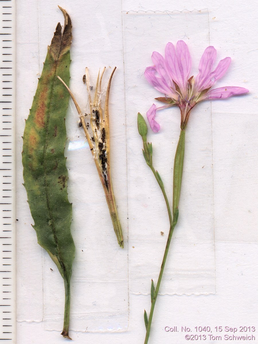 Onagraceae Epilobium brachycarpum