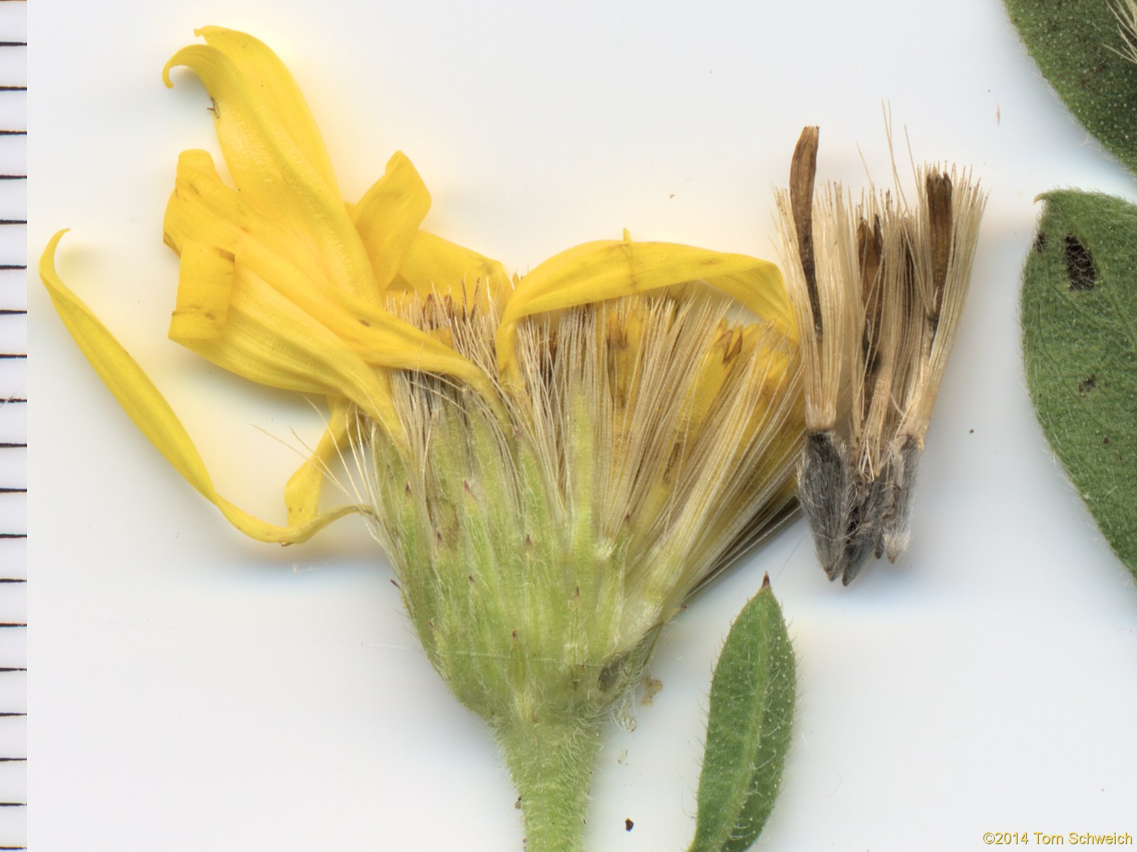 Asteraceae, Heterotheca villosa nana