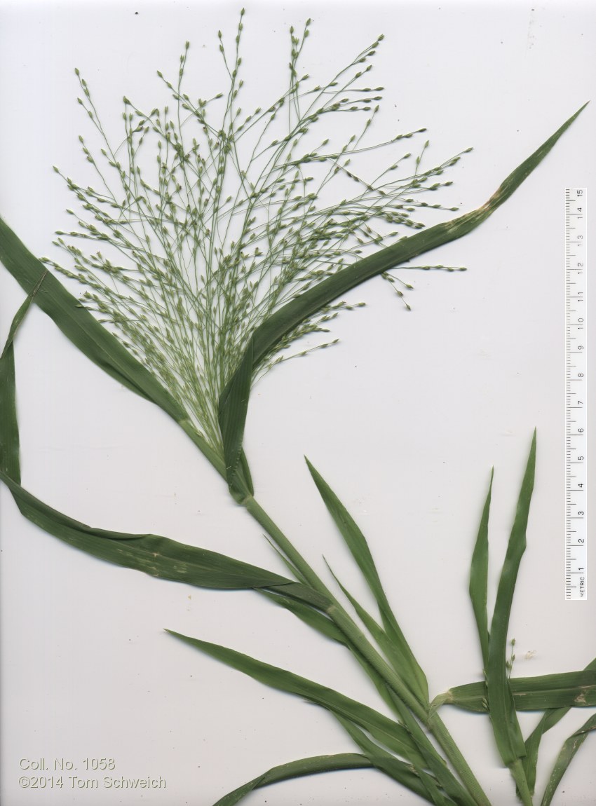 Poaceae Sporobolus airoides