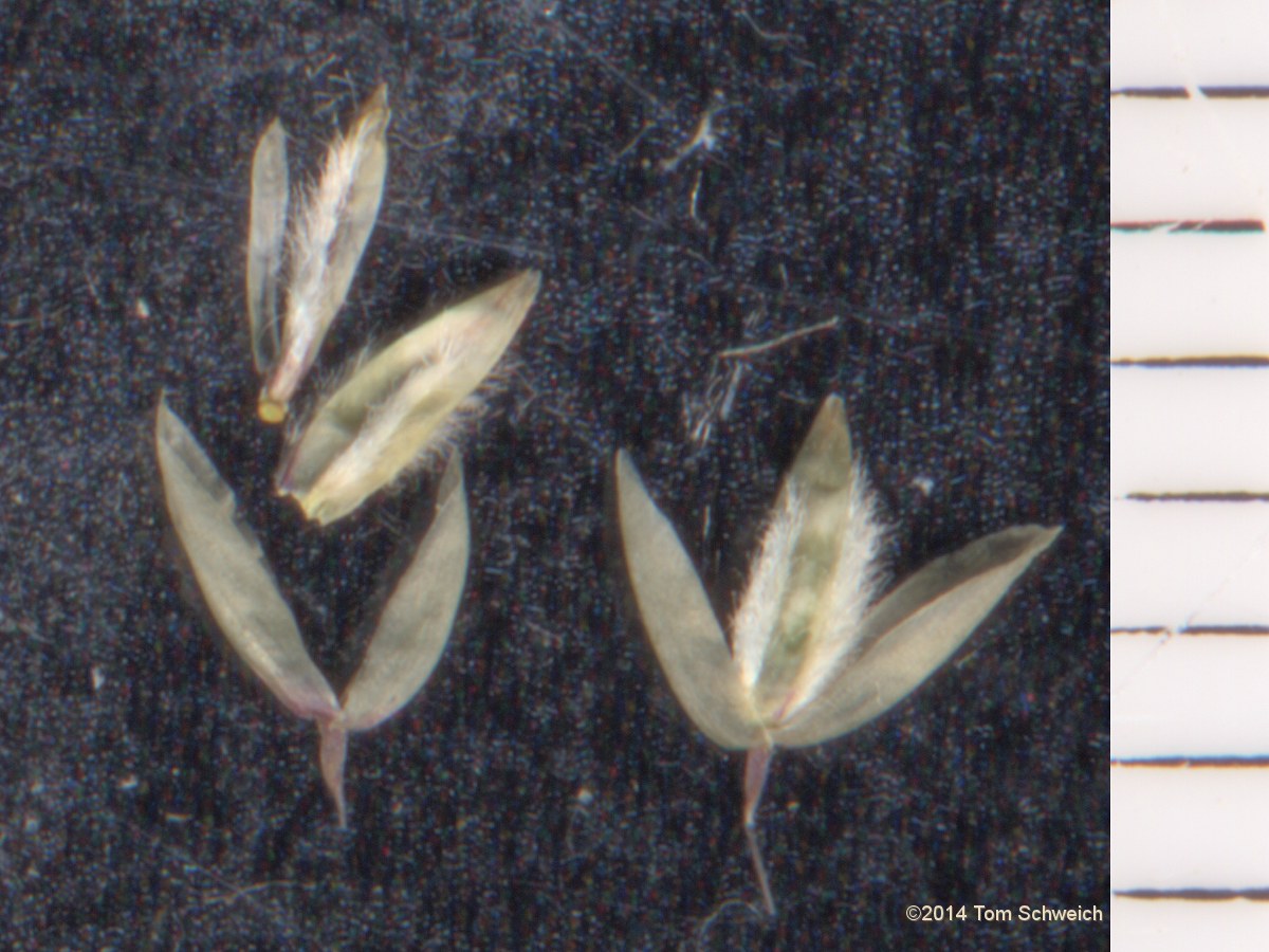 Poaceae Blepharoneuron tricholepis