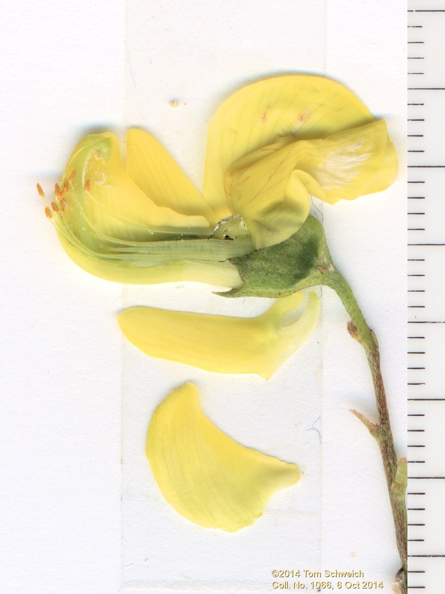 Fabaceae Colutea arborescens