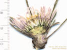 Full Size Image