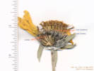 Full Size Image