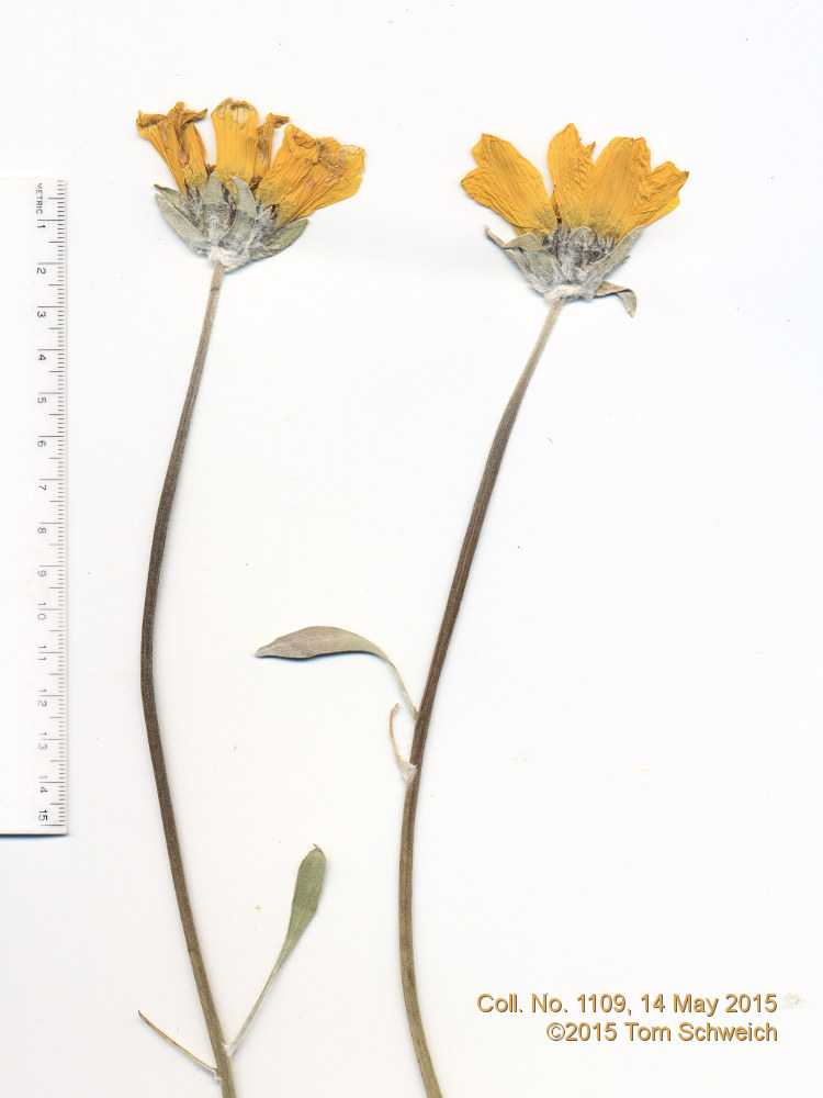 Asteraceae Balsamorhiza sagittata