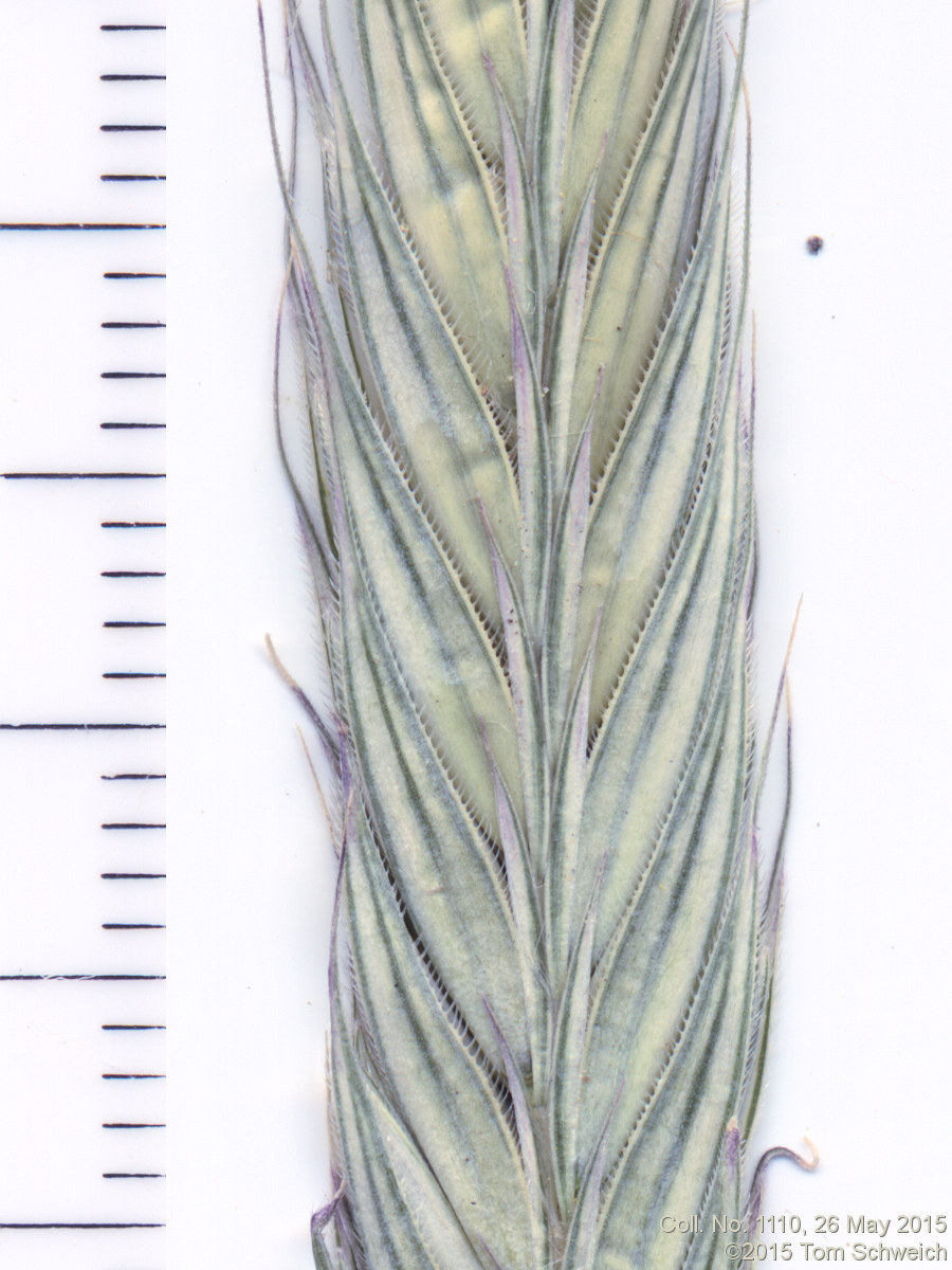 Poaceae Secale cereale