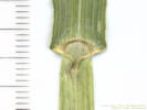 Full Size Image