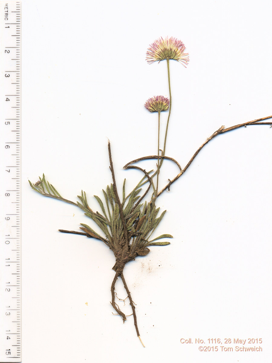 Asteraceae Erigeron flagellaris