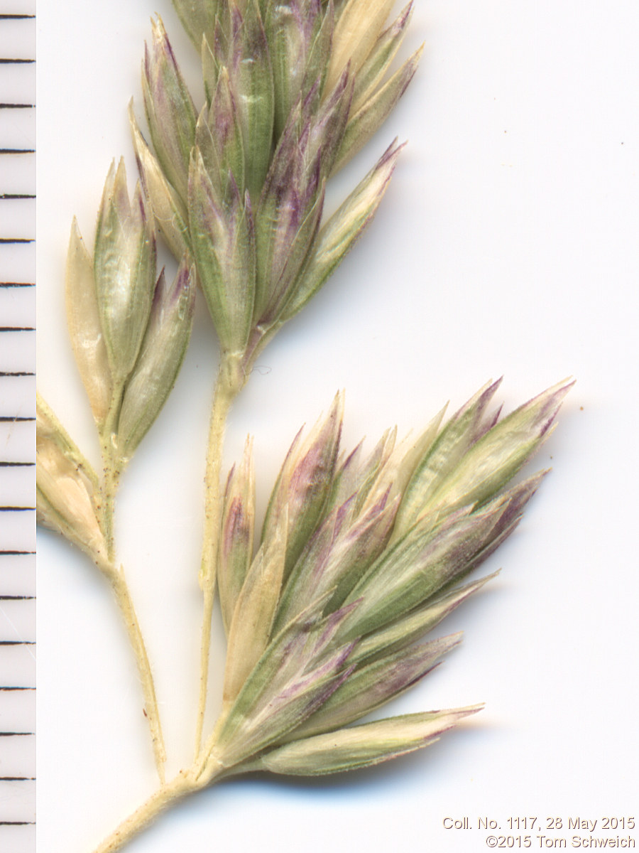 Poaceae Koeleria macrantha