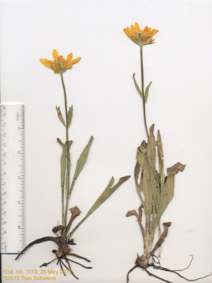 Asteraceae Arnica fulgens