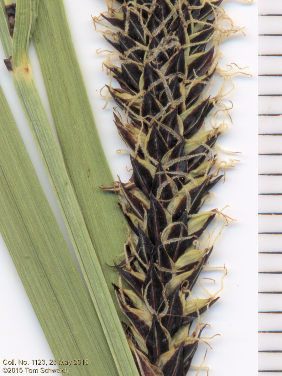 Cyperaceae Carex nebrascensis