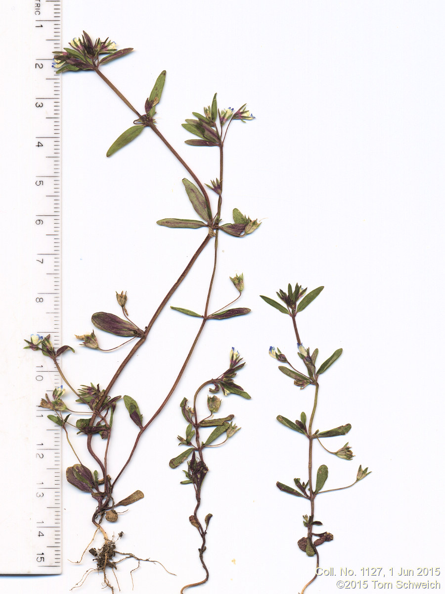 Plantaginaceae Collinsia parviflora