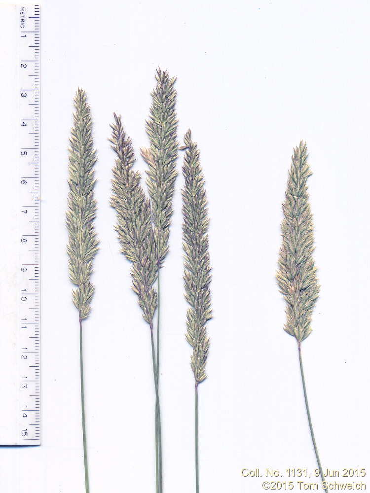Poaceae Koeleria macrantha