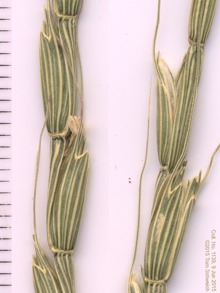 Poaceae Aegilops cylindrica
