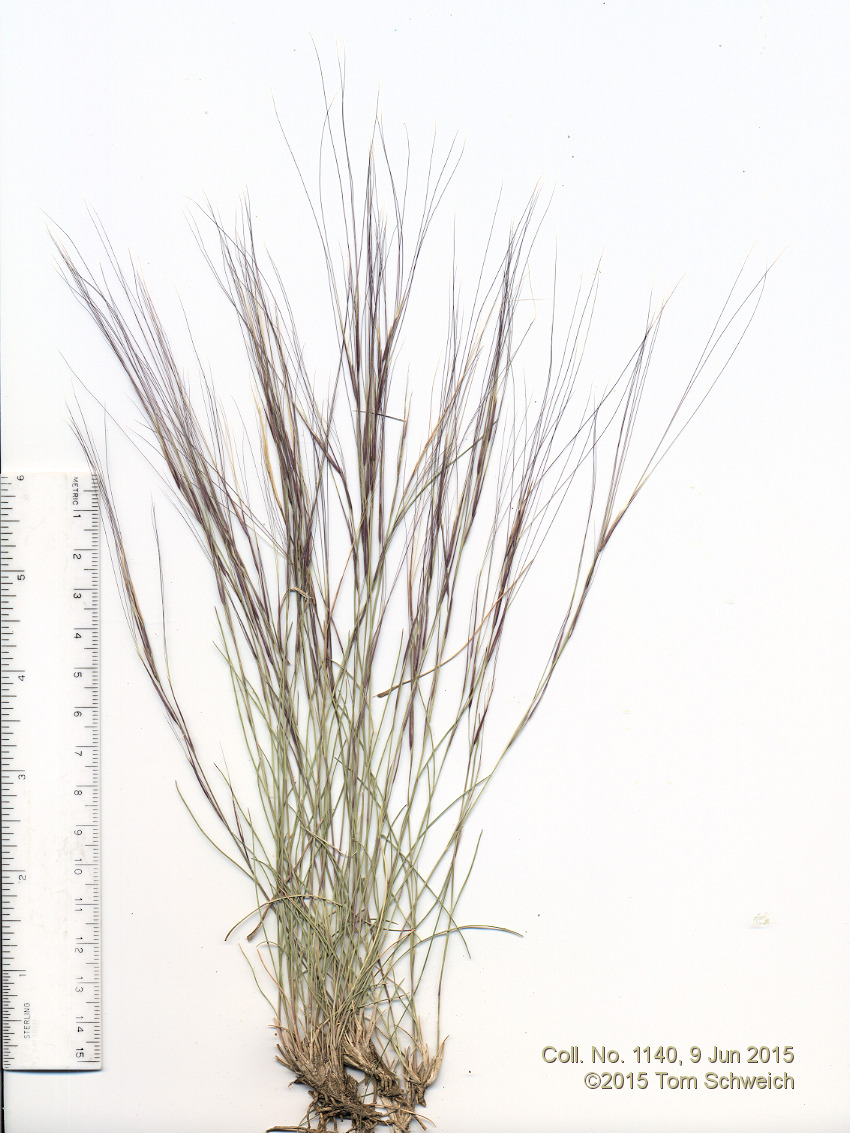 Poaceae Aristida purpurea longiseta