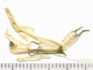 Full Size Image