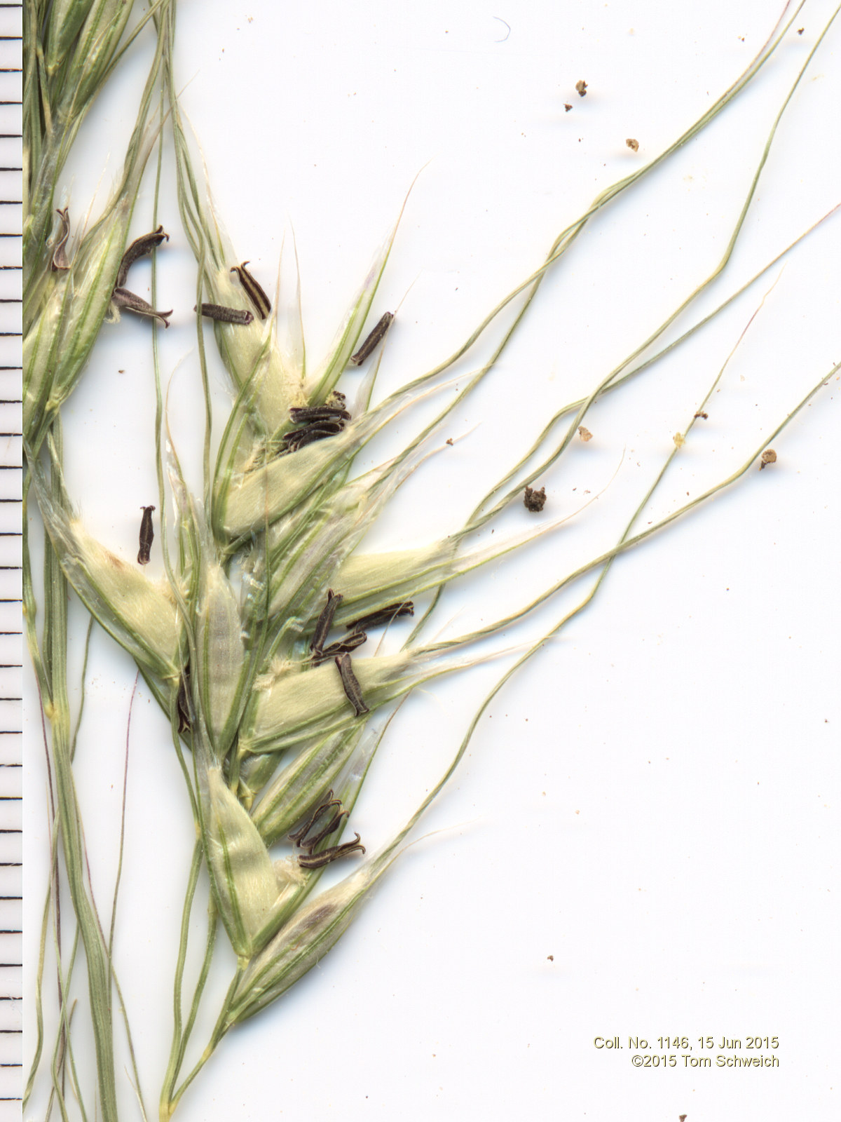 Poaceae Nassella viridula