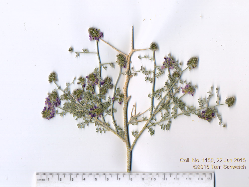 Fabaceae Psorothamnus polydenius polydenius