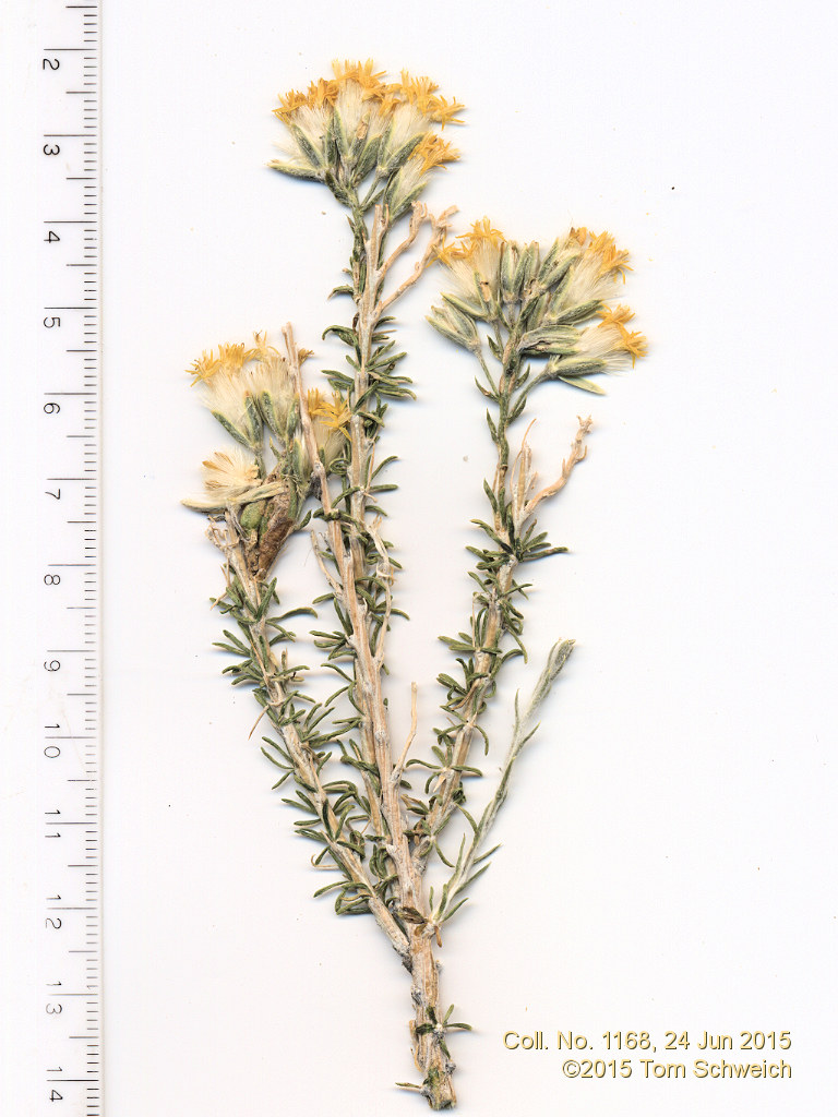 Asteraceae Tetradymia glabrata