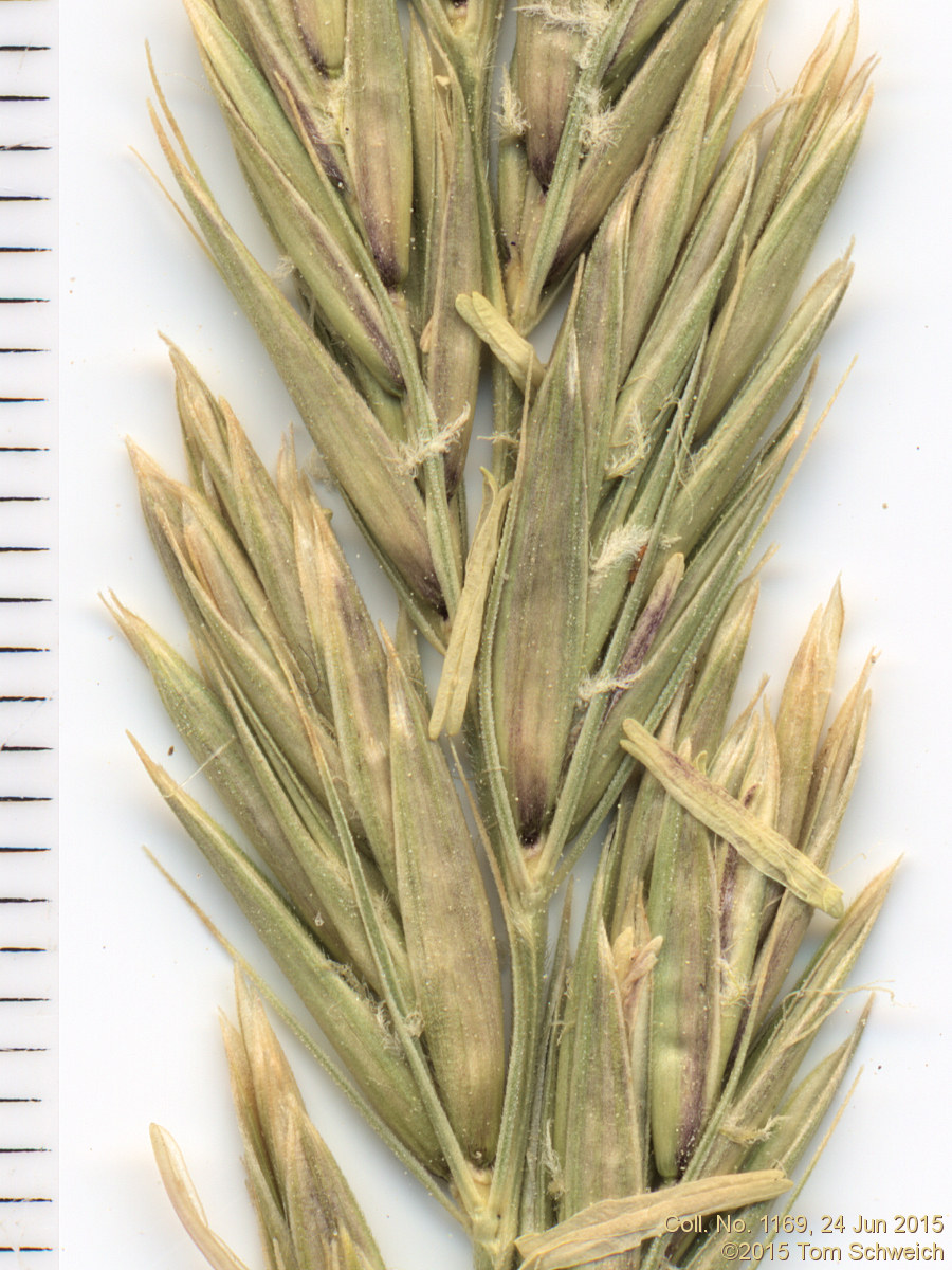 Poaceae Elymus cinereus