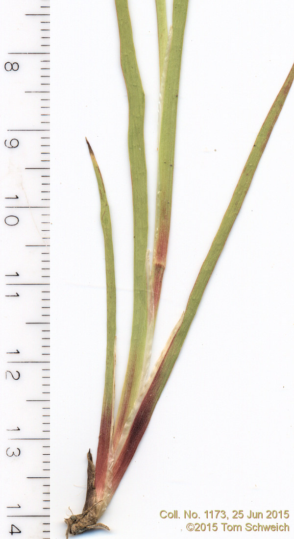 Juncaceae Juncus macrandrus