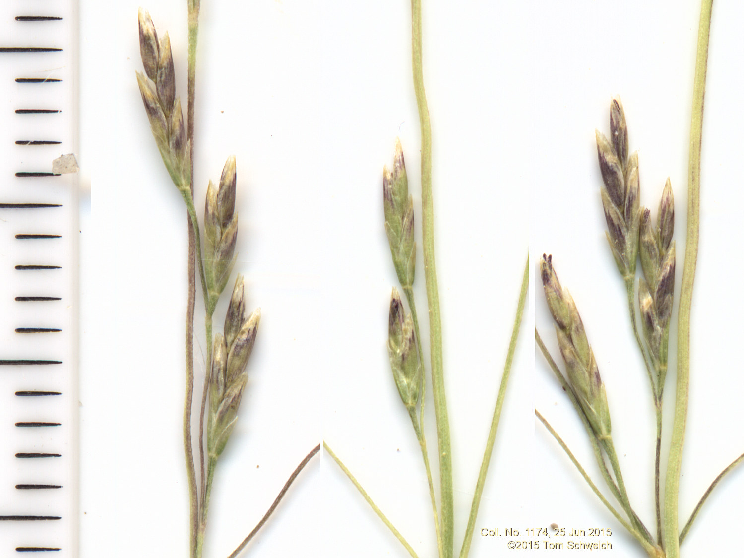 Poaceae Puccinellia nuttalliana
