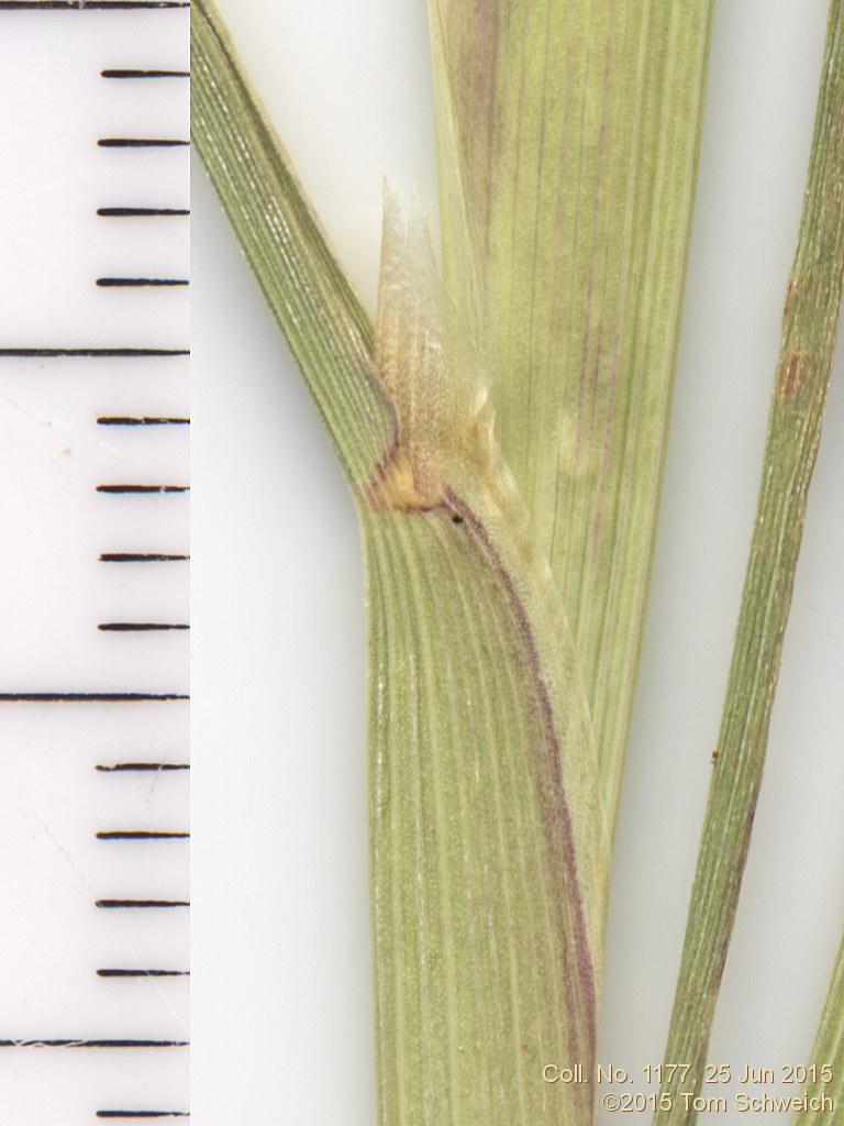 Poaceae Polypogon monspeliensis
