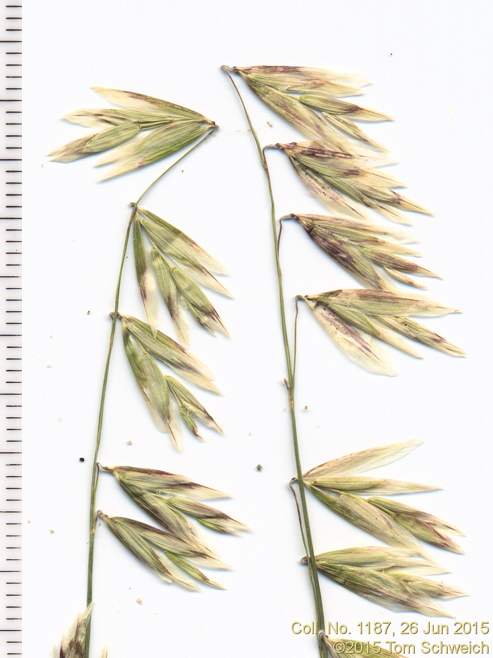 Poaceae Melica stricta
