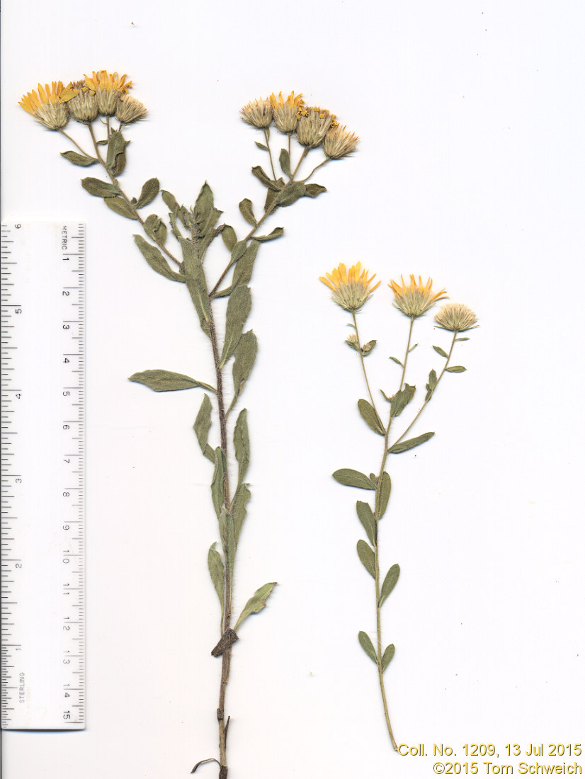 Asteraceae Heterotheca villosa nana