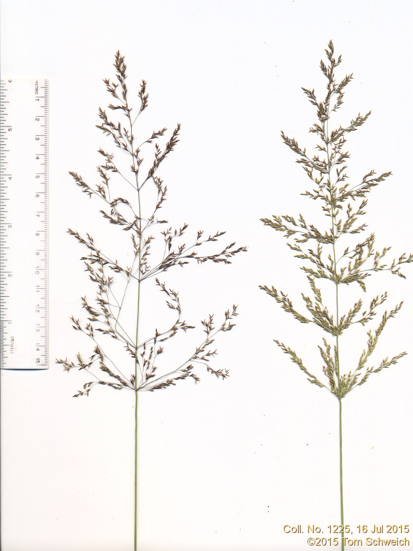 Poaceae Agrostis stolonifera