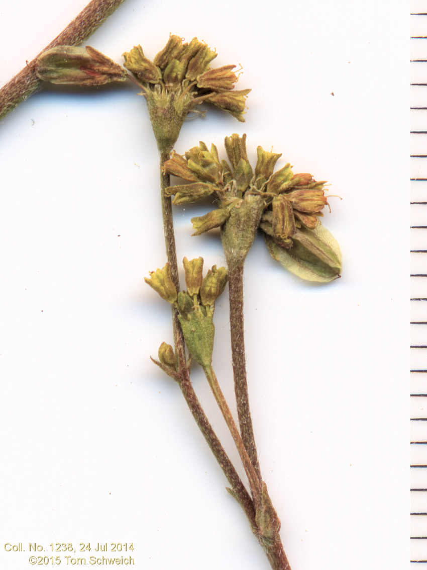 Polygonaceae Eriogonum alatum