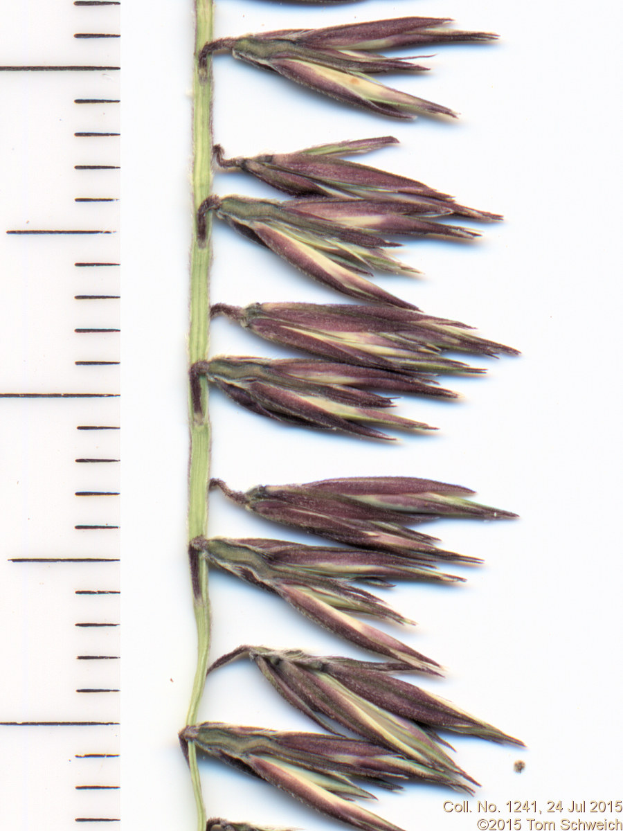 Poaceae Bouteloua curtipendula