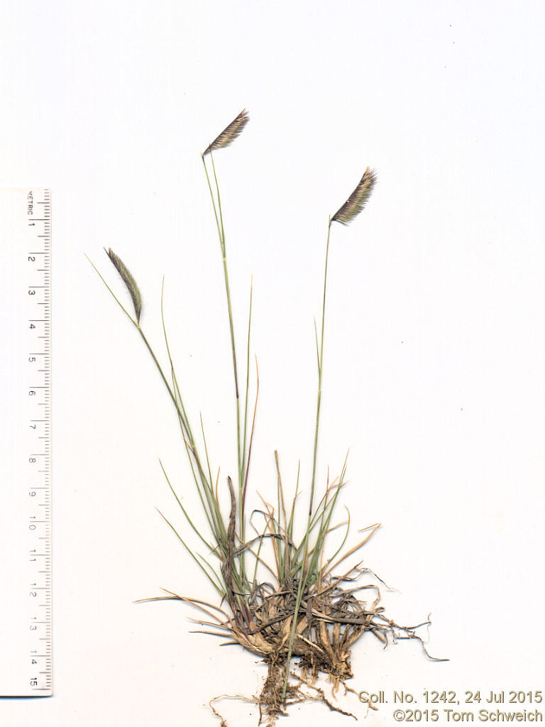 Poaceae Bouteloua gracilis