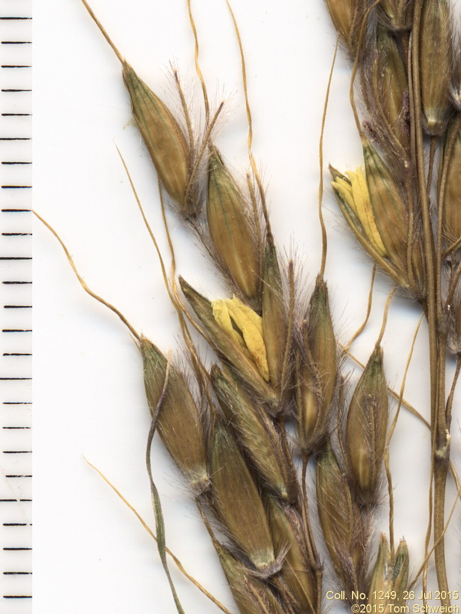 Poaceae Sorghastrum nutans