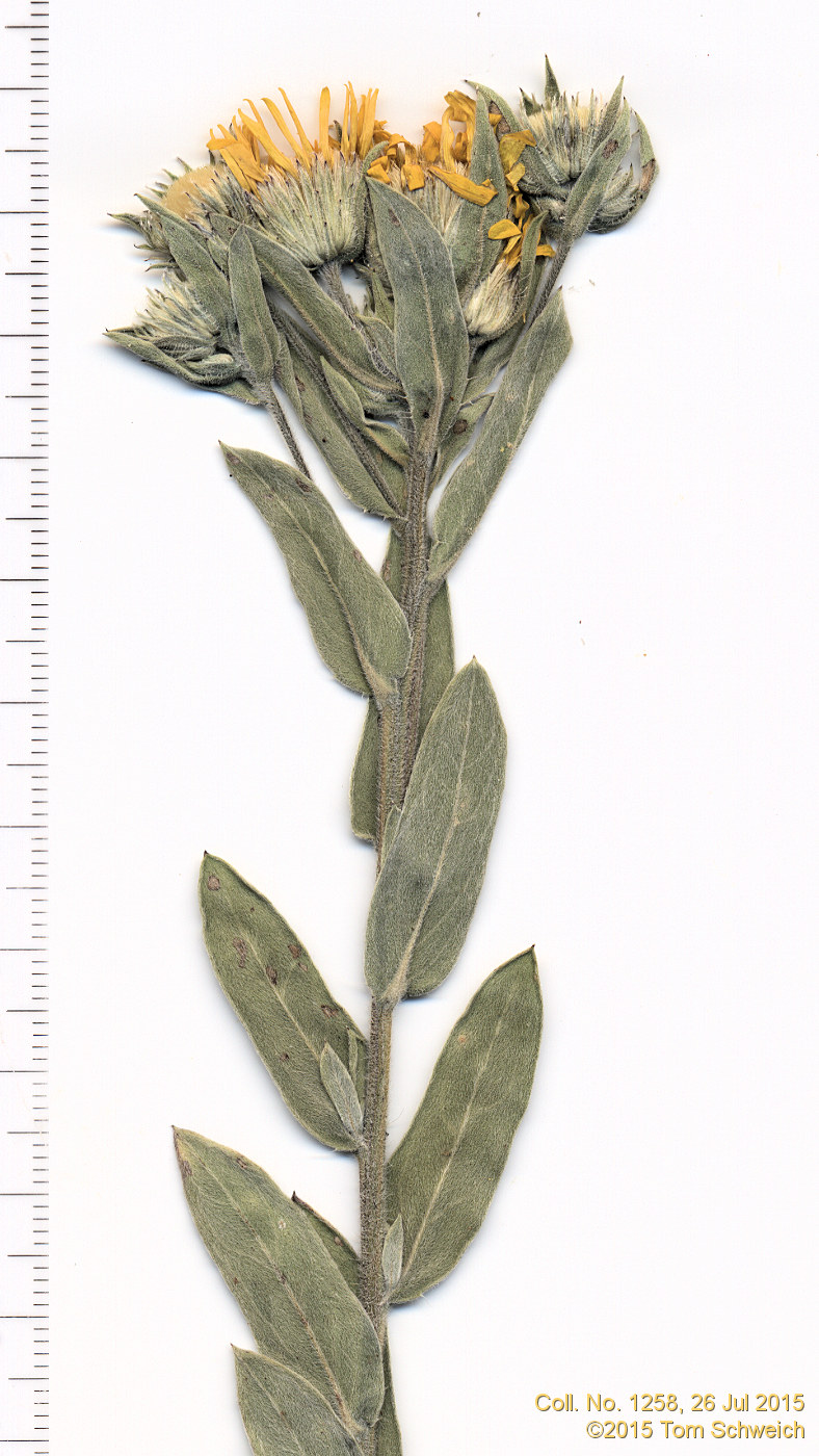 Asteraceae Heterotheca foliosa